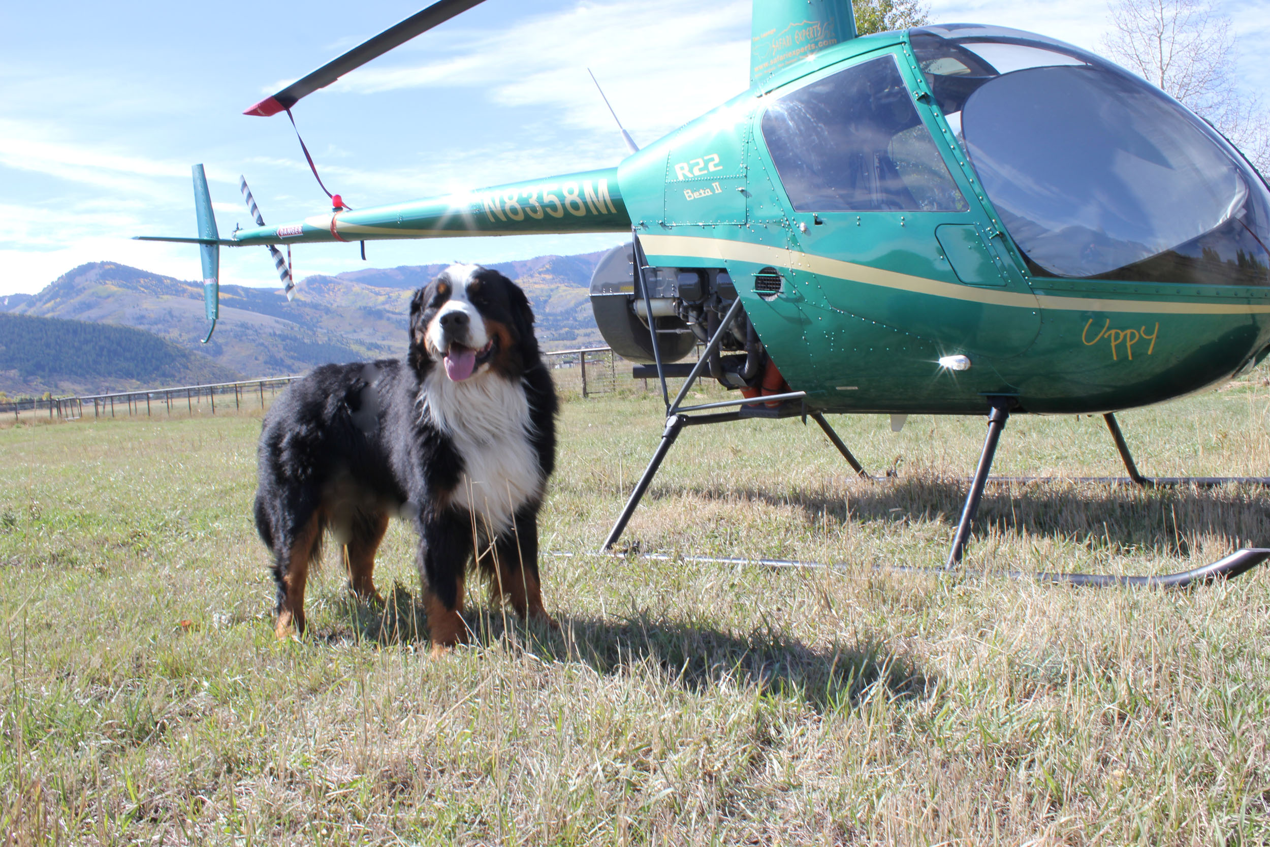 Powder Keg Farm Bernese Photos